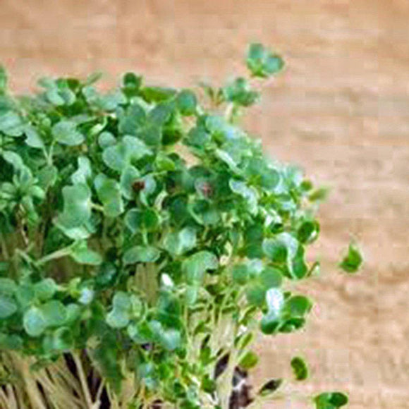 Curled Cress Seed, Sprouts, Heirloom, Organic NON-GMO, Seeds, Broadleaf, Micro Greens - Country Creek LLC