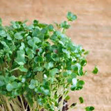 Curled Cress Seed, Sprouts, Heirloom, Organic NON-GMO, Seeds, Broadleaf, Micro Greens - Country Creek LLC