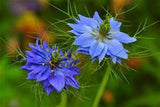 lOVE IN A MIST, 50+ SEEDS , BEAUTIFUL BLUE FLOWER - Country Creek LLC