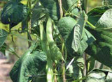 Bean Seeds, Bean Seed Mix Garden Collection 6,  Heirloom, Organic, NON-GMO  Seeds, 6 Top Varieties - Country Creek LLC