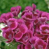 Sweet William Flowers 100+ Seeds Organic, Beautiful Clusters - Country Creek LLC