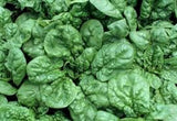 Spinach Seeds , Bloomsdale Long Standing Spinach seeds, Heirloom, Organic, NON GMO Seeds, - Country Creek LLC