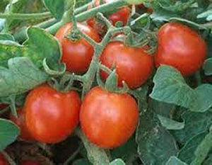 TOMATO, SWEET LARGE CHERRY TOMATO SEEDS, HEIRLOOM, ORGANIC 100 SEEDS, TASTY, GREAT FOR SALADS - Country Creek LLC