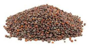 THE SALAD BAR MIX SEEDS FOR SPROUTING,COUNTRY CREEK LLC BRAND, MICROGREENS, ORGANIC, NON-GMO - Country Creek LLC