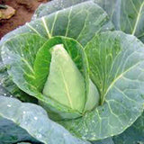 Cabbage Seed, Early Jersey Wakefield, Heirloom, Organic, NON GMO Seeds, Tasty Healthy Veggie - Country Creek LLC