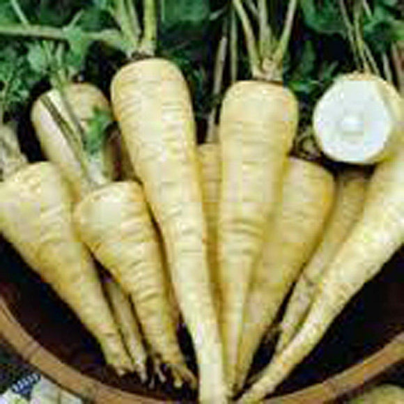 thumbnail image 2 of Harris Model Parsnip Seeds – Heirloom, Non-GMO – 25+ Seeds – Country Creek 2 of 5