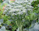 Broccoli Seed, Green Sprouting Calabrese, Heirloom, Organic, NON GMO Seeds, a Garden Delight, Broccoli Seeds - Country Creek LLC