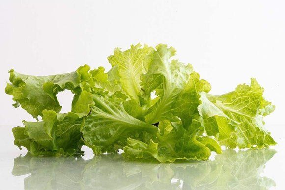 Tango Lettuce Leaf Seeds  - Non-GMO - A Loose Leaf Variety That is Tangy in Flavor. - Country Creek LLC - Country Creek LLC