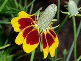 Mexican Hat, YELLOW Mexican Hat Flower Seed, Organic, 50+ seeeds per package. - Country Creek LLC