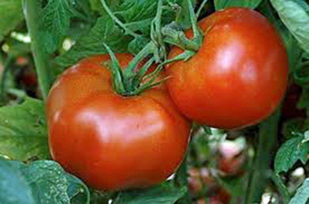TOMATO, RUTGERS, HEIRLOOM, ORGANIC 100 SEEDS, DELICIOUSLY SWEET RED TASTY FRUIT - Country Creek LLC