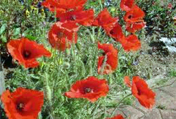 CORN POPPY SEEDS  FLOWER SEEDS ORGANIC, BRILLIANT RED FLOWER, BEAUTIFUL RED BLOOMS - Country Creek LLC