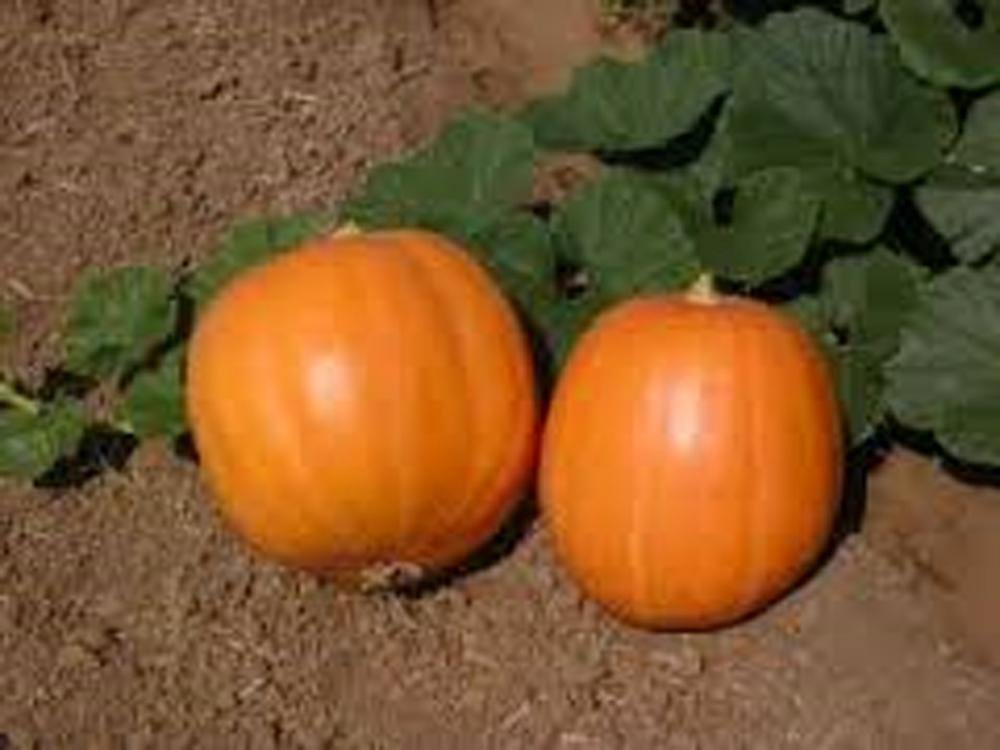 Pumpkin Seeds  , Jack O Lantern Pumpkin seeds , Heirloom, Organic, NON-GMO SEEDS - Country Creek LLC