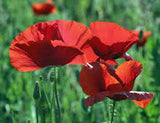 CORN POPPY SEEDS  FLOWER SEEDS ORGANIC, BRILLIANT RED FLOWER, BEAUTIFUL RED BLOOMS - Country Creek LLC