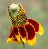 Mexican Hat, YELLOW Mexican Hat Flower Seed, Organic, 50+ seeeds per package. - Country Creek LLC