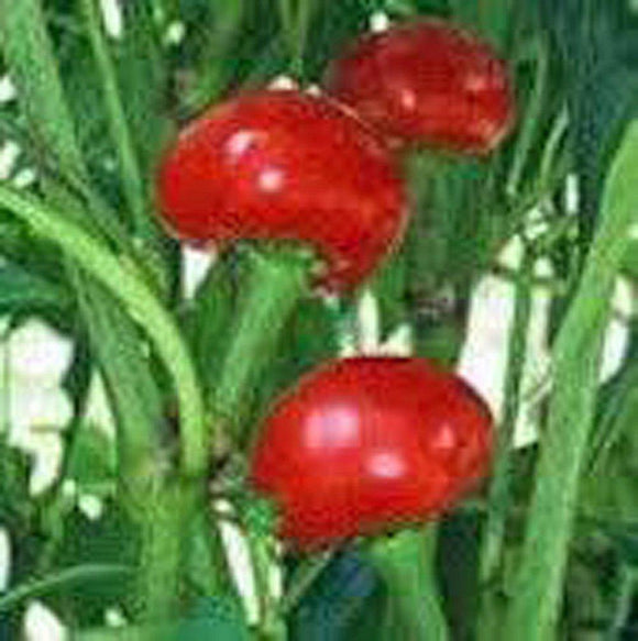 planting sweet cherry seeds Pepper, Red Sweet Cherry seeds, Heirloom, NON-GMO SEEDS , Large Red Ch – Country Creek LLC