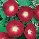 Scarlet O' Hara Morning Glory 25+ Seeds Organic, Beautiful Season Long Blooms - Country Creek LLC