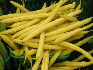 Top Notch Golden Wax Bush Bean Seeds  Non-GMO - an Excellent Heavy yielding Home Garden Variety of Bush Bean. The Beans are mild and Cook up Quick.- Country Creek LLC - Country Creek LLC