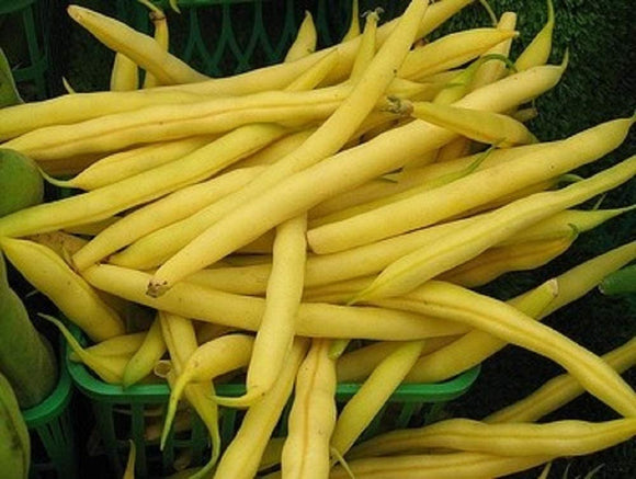 cooks garden seeds Top Notch Golden Wax Bush Bean Seeds Non-GMO