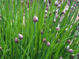 Chive Seeds, Herb, Heirloom, Organic, NON GMO Seeds, Great Fresh or Dried Herb - Country Creek LLC