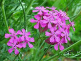 Catchfly Flower Seeds,   Beautiful, Crimson-rose/Pink  Blooms . - Country Creek LLC