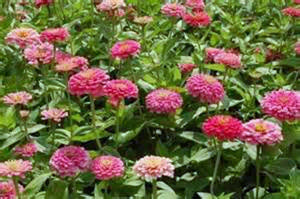 Exquisite Zinnia Seeds Flower Seeds, Organic, Beautiful Bright Crisp Colors - Country Creek LLC