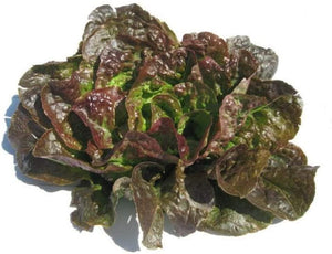 Bronze Mignonette Lettuce Butterhead Seeds  - Non-GMO - A Heat-Tolerant and Slow to Bolt butterhead Lettuce Variety That has Been Around for Over 100 Years. - Country Creek LLC - Country Creek LLC