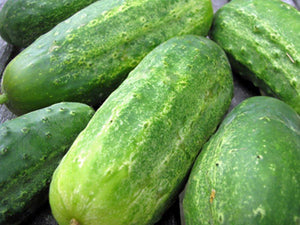 CUCUMBER SEEDS , BOSTON PICKLING CUCUMBER SEEDS , HEIRLOOM, ORGANIC NON-GMO SEEDS, GREAT FOR PICKLING - Country Creek LLC