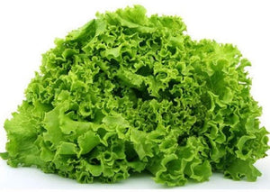 Green Salad Bowl Lettuce Seeds  - Non-GMO - A Heat-Tolerant, Slow to Bolt, Oak Leaf Variety That Produces Tasty, Lime Green Leaves. - Country Creek LLC - Country Creek LLC