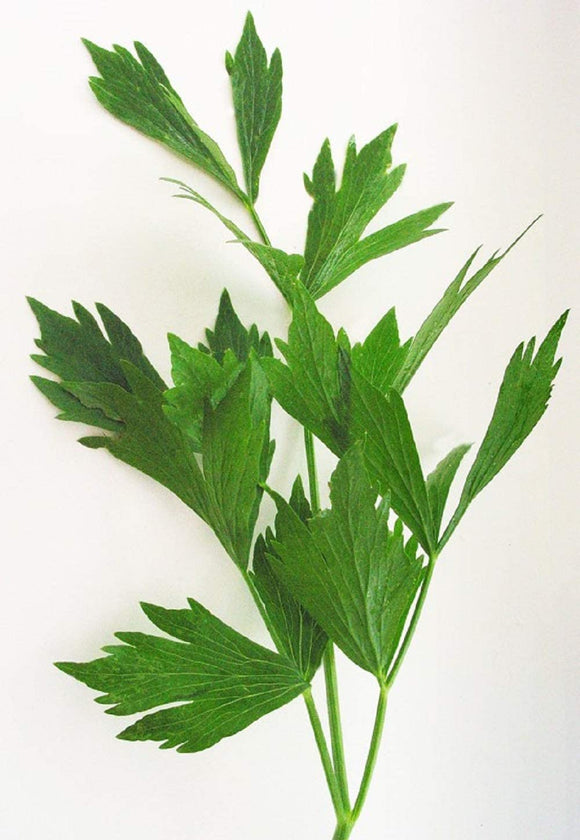 Lovage Herb Seeds -  Non-GMO - an herb That Tastes Like Celery, with Undertones of Parsley and a hint of Anise. - Country Creek LLC - Country Creek LLC