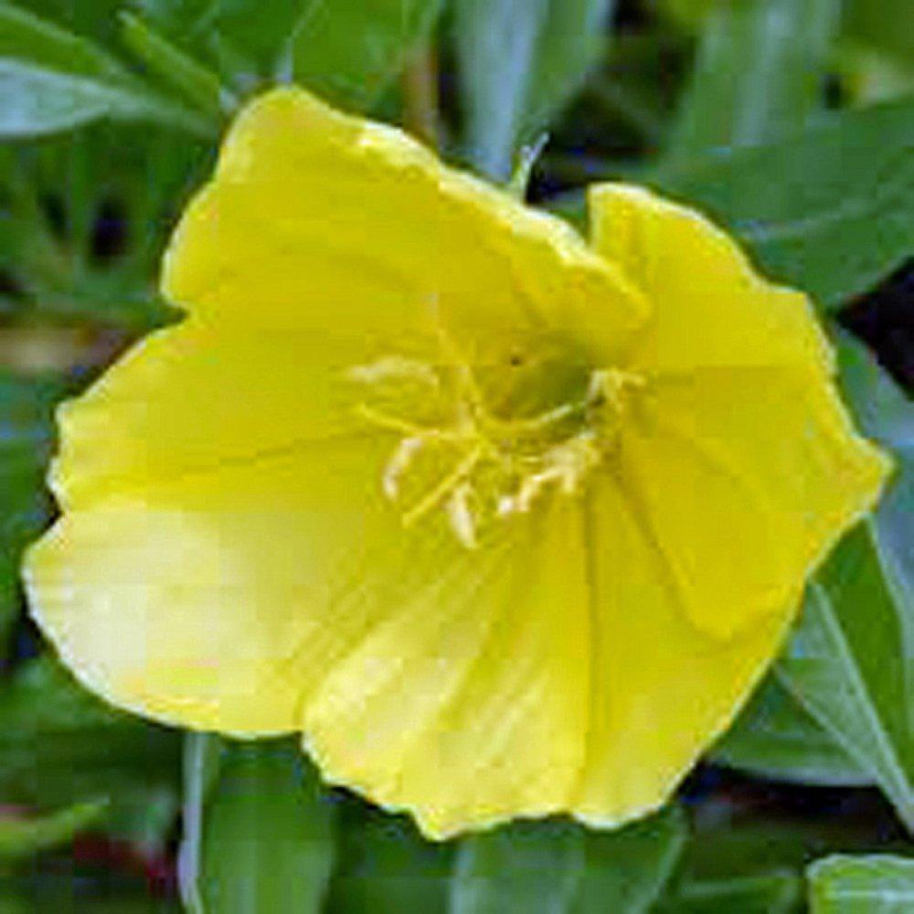 Evening Primrose Seeds Newly Harvested, Beautiful Yellow Flowers ...