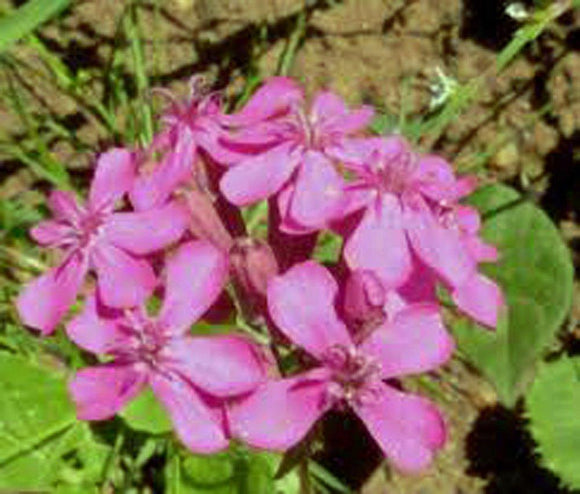 Catchfly Flower Seeds,   Beautiful, Crimson-rose/Pink  Blooms . - Country Creek LLC