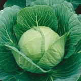 Late Flat Dutch Cabbage Seed, Heirloom, Non GMO Seed Tasty Healthy Veggie - Country Creek LLC