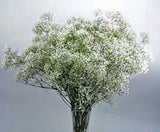 Baby's Breath Seeds Organic Newly Harvested, Beautiful Snow Like Blooms - Country Creek LLC