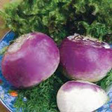 Rutabaga , American Purple Top Rutabaga seeds, Heirloom, Organic, NON GMO, Seeds - Country Creek LLC