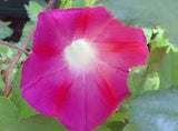 Scarlet O' Hara Morning Glory 25+ Seeds Organic, Beautiful Season Long Blooms - Country Creek LLC