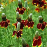 Mexican Hat, Red Mexican Hat Flower Seed - Country Creek LLC