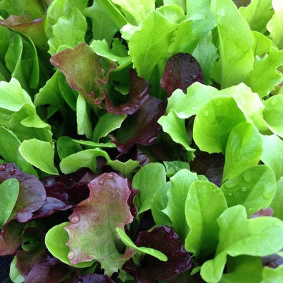 Mesclun Lettuce Seeds - Greens - Non-GMO - A Mix of Gr – Country Creek LLC
