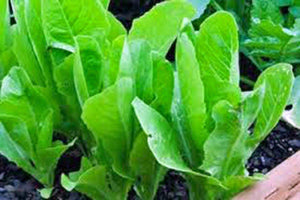 Lettuce Garden Collection, Heirloom, Organic Seeds, 6 Top Varieties - Country Creek LLC