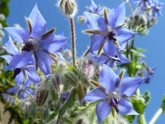 Borage Herb Seeds - Non-GMO - an Open-pollinated herb Variety That Produces Cucumber-Flavored Leaves. - Country Creek LLC - Country Creek LLC