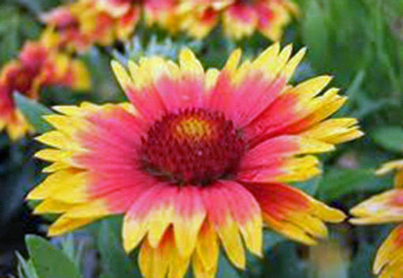 Arizona Sun Gaillardia , Seeds Organic, Beautiful Bright Large Cut Flower - Country Creek LLC