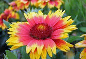 Gaillardia Blanket Flower ,Seeds  Seeds Organic, Beautiful Bright Large Cut Flower - Country Creek LLC