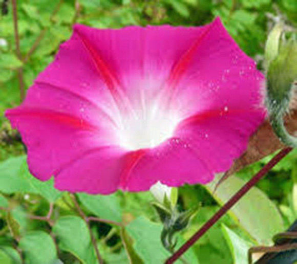 Candy Pink Morning Glory Seeds Organic, Beautiful Season Long Blooms - Country Creek LLC