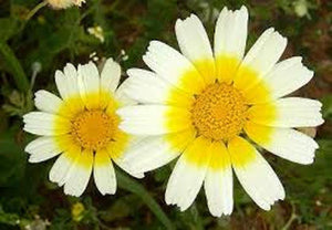 Chrysanthemum Garland ,Seeds, Organic, Newly Harvested, Golden - Country Creek LLC