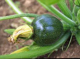 Zucchini Seeds, Round Squash, Heirloom, Organic, NON GMO,  Healthy Vegetable - Country Creek LLC