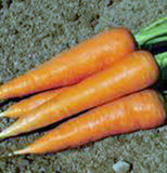 Carrot, Scarlet Nantes, Heirloom, Organic NON GMO Seeds, Tasty Carrot for Snacks - Country Creek LLC