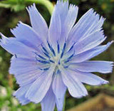 Bluest Blue Chicory Seeds Organic, Beautiful Blue Cut Flower - Country Creek LLC