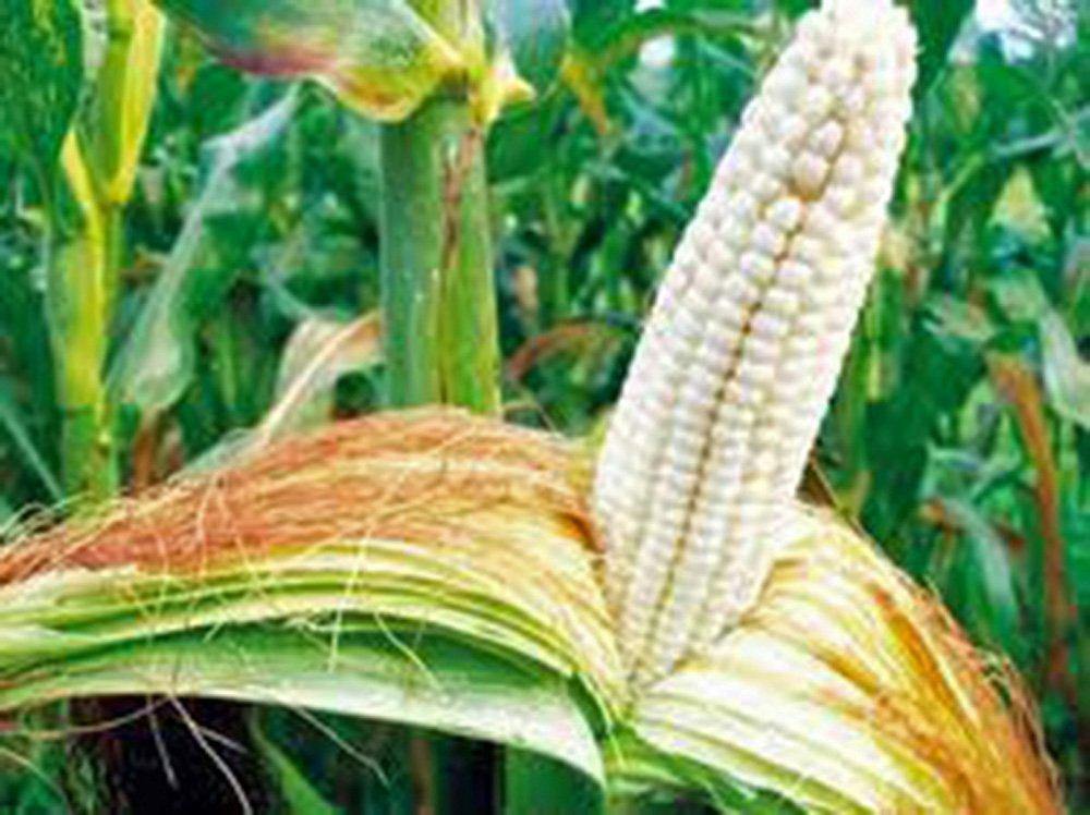 organic corn seeds for planting Corn Seed Garden Collection, Non GMO, Heirloom Seeds, 6 Top Varieties –  Country Creek LLC