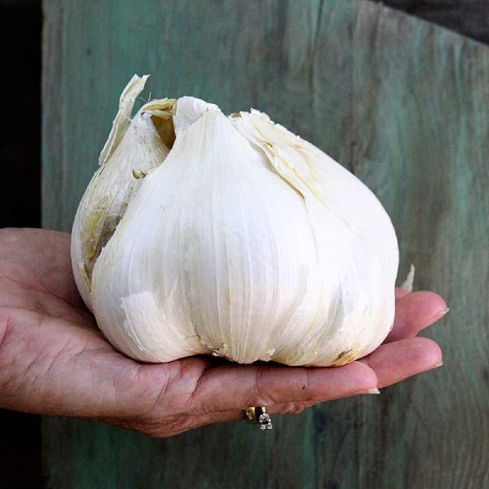 Elephant Garlic, Great for Planting, Eating or Cooking! Non GMO. Milde –  Country Creek LLC