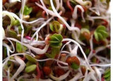 Leafy Garden Sprouting Mix- Perfect Mix of Clover, Arugula, Radish and Fenugreek Sprouting Seeds- Country Creek LLC- Microgreen Seeds for Sprouting Sprouts - Country Creek LLC