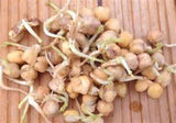 Garbanzo Bean Seed, Microgreen, Sprouting, Organic Seed, NON GMO - Country Creek LLC Brand - High Sprout Germination- Edible Seeds, Gardening, Hydroponics, Growing Salad Sprouts - Country Creek LLC